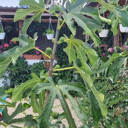 Soliday Homestay