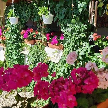 Soliday Homestay